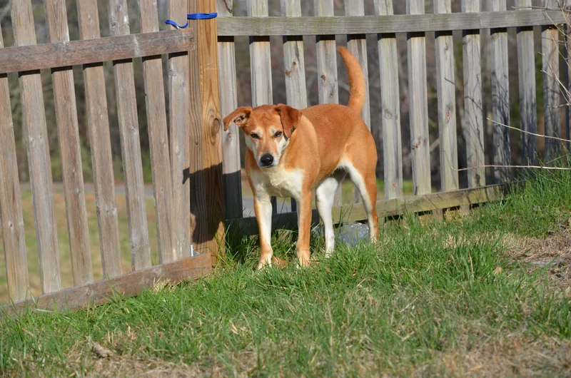 Plain Jane thumbnail 3