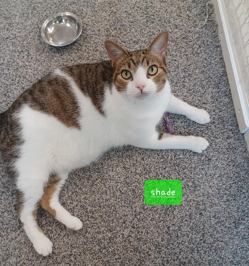 An adult medium-sized male Tabby (Buff / Tan / Fawn) Domestic Short Hair cat named Shade for adoption in Walworth, WI
