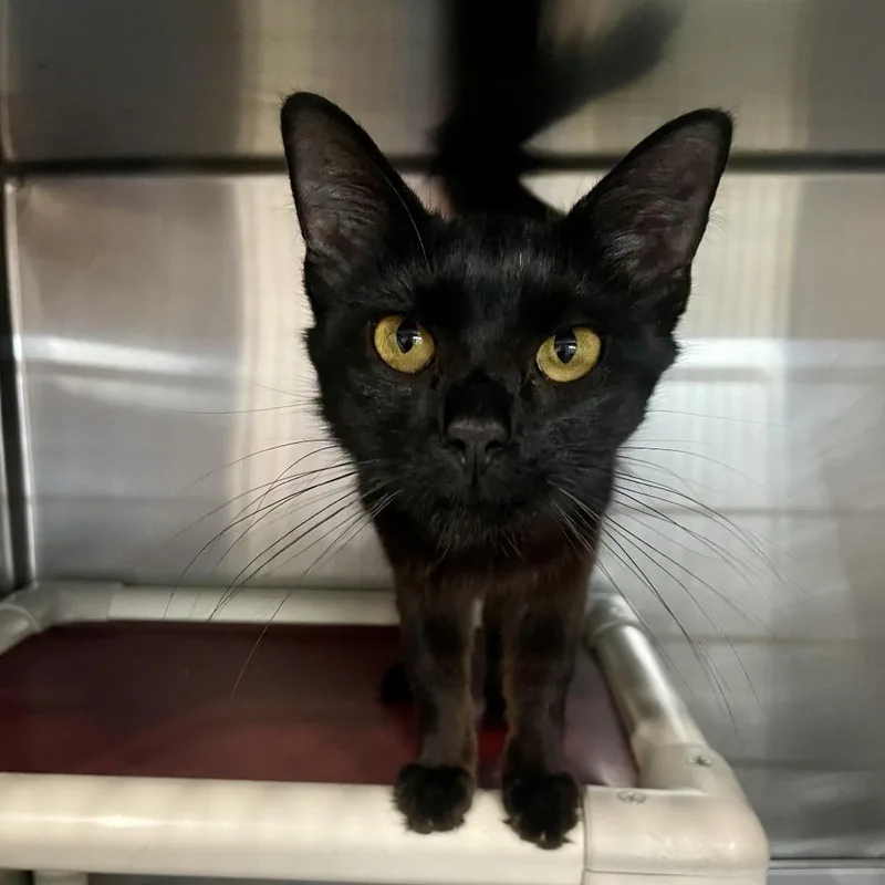 A young medium-sized female Black Domestic Medium Hair cat named Evanescence for adoption in Fairmont, WV