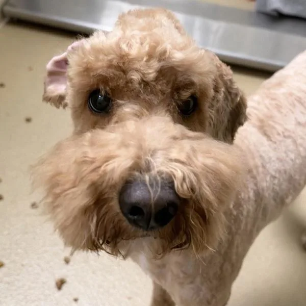 An adult medium-sized male Miniature Poodle dog named Crouton for adoption in Walnut Creek, CA