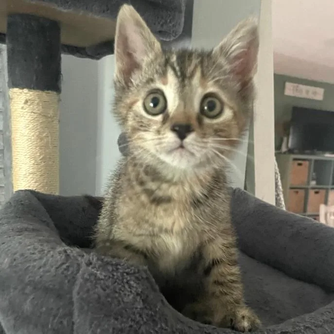 A baby small-sized female Domestic Short Hair cat named Zoey for adoption in Cumming, GA