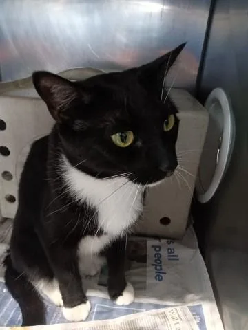 A young small-sized male Domestic Short Hair cat named Frankie for adoption in San Bernardino, CA