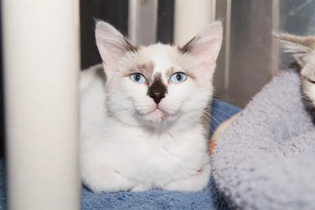 A baby small-sized male Domestic Short Hair cat named Vinny for adoption in Santa Monica, CA