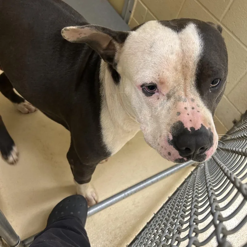 An adult medium-sized male Gray / Blue / Silver Mixed Breed dog named Shopper for adoption in Winston-Salem, NC