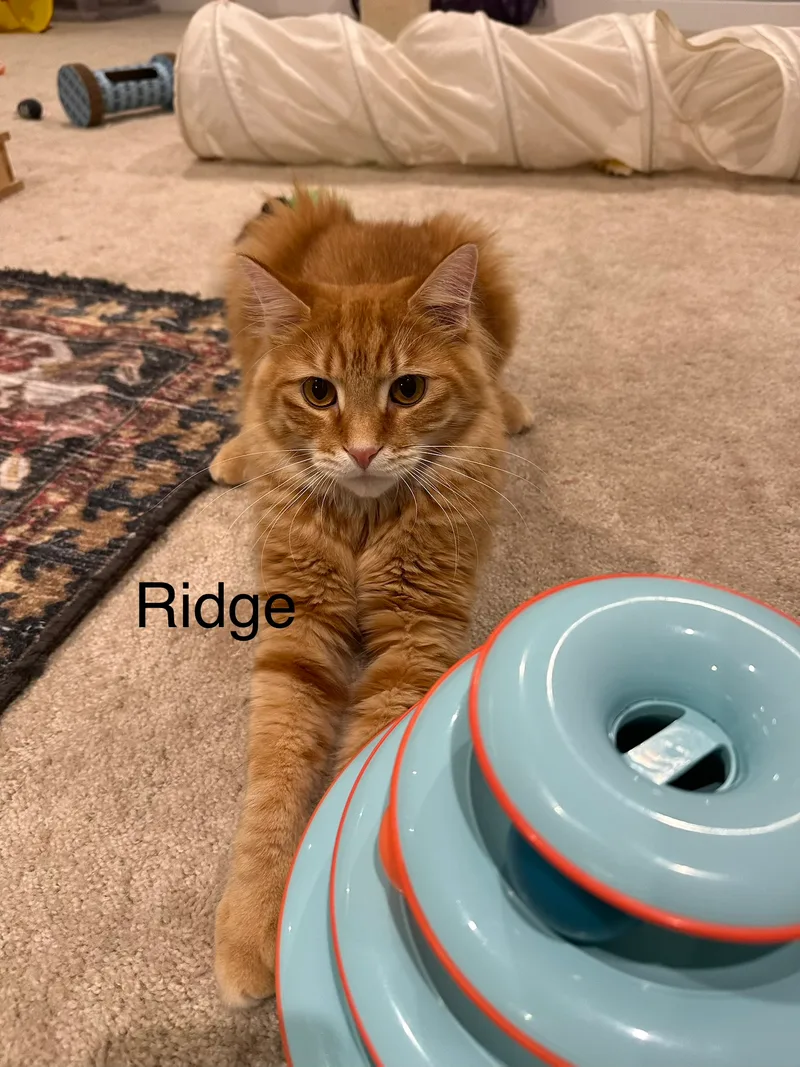 A young medium-sized male Orange and White Domestic Medium Hair cat named Ridge for adoption in Ladysmith, VA
