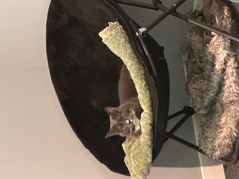 A young medium-sized female Gray and white Domestic Short Hair cat named Lola for adoption in Ladysmith, VA