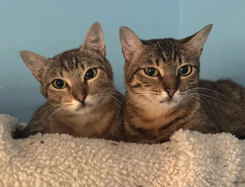 A baby medium-sized female Tabby cat named Sammie for adoption in MONTGOMERY, TX