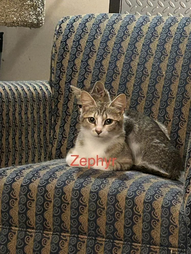 An adult medium-sized female Domestic Short Hair cat named Zephyr Ne for adoption in Peoria, IL