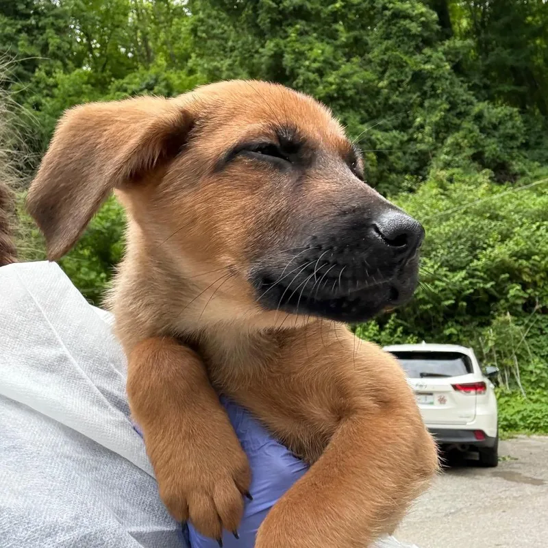 A baby small-sized female Yellow / Tan / Blond / Fawn Mixed Breed dog named Manon for adoption in Springboro, OH
