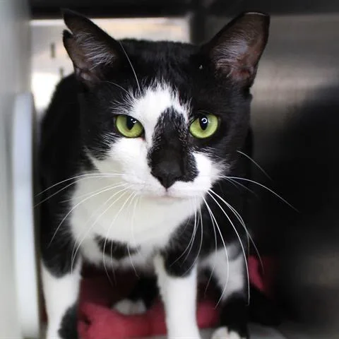 An adult large-sized male Black Domestic Short Hair cat named Ron Weasley for adoption in Hopkinton, MA