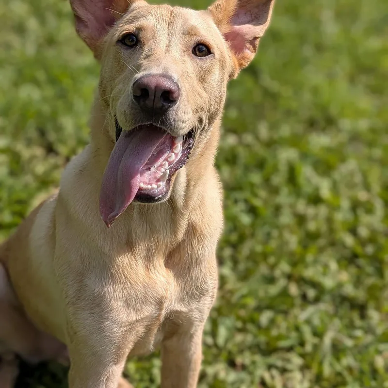 A baby large-sized male Yellow / Tan / Blond / Fawn Yellow Labrador Retriever dog named Neo for adoption in House Springs, MO