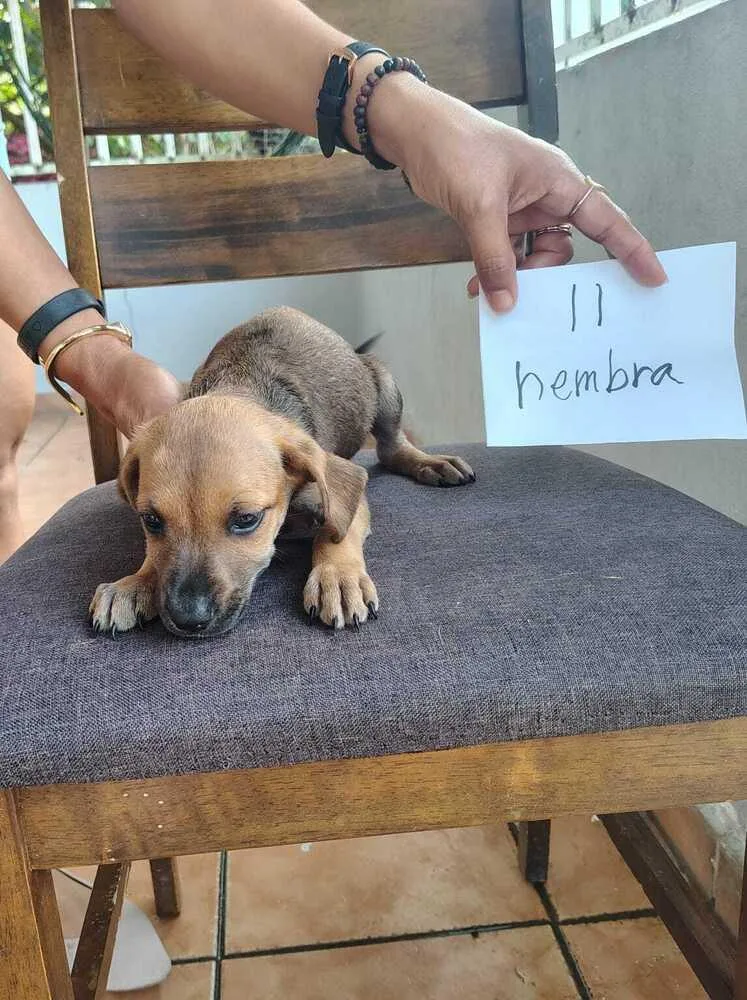 A baby small-sized female Brown / Chocolate Labrador Retriever dog named Nova for adoption in Naranjito, PR