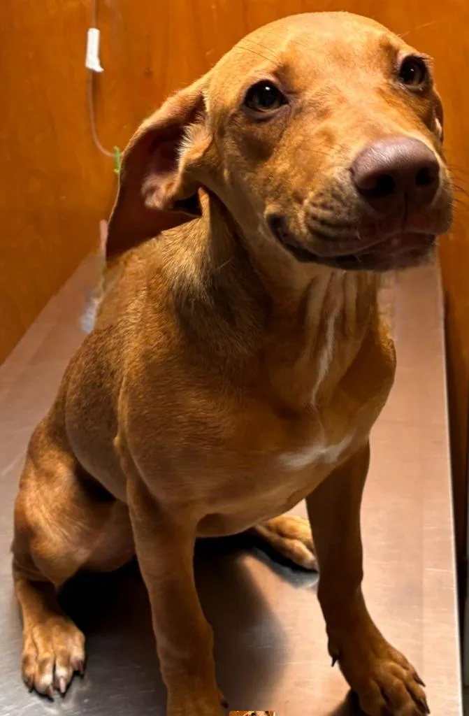 A baby small-sized female Retriever dog named Macey for adoption in Sandusky, OH