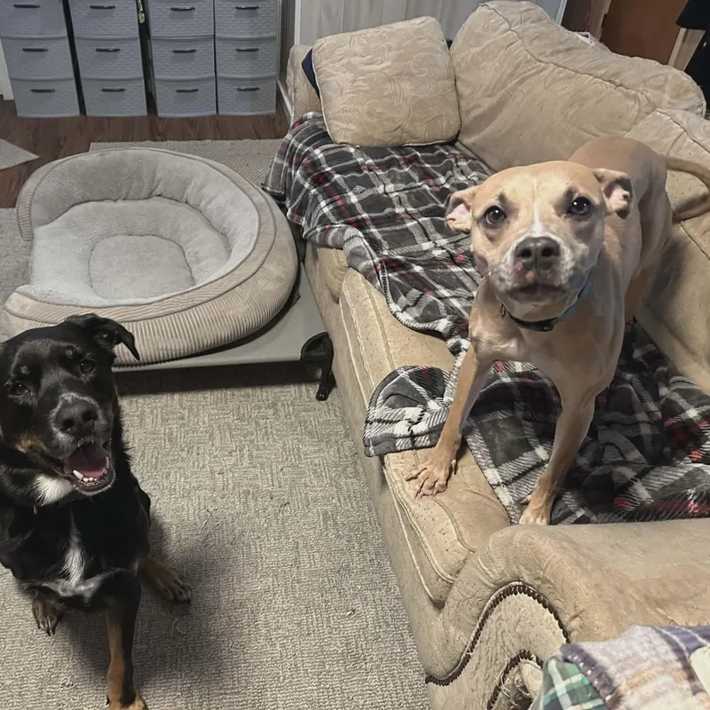 Princess Penne thumbnail 4