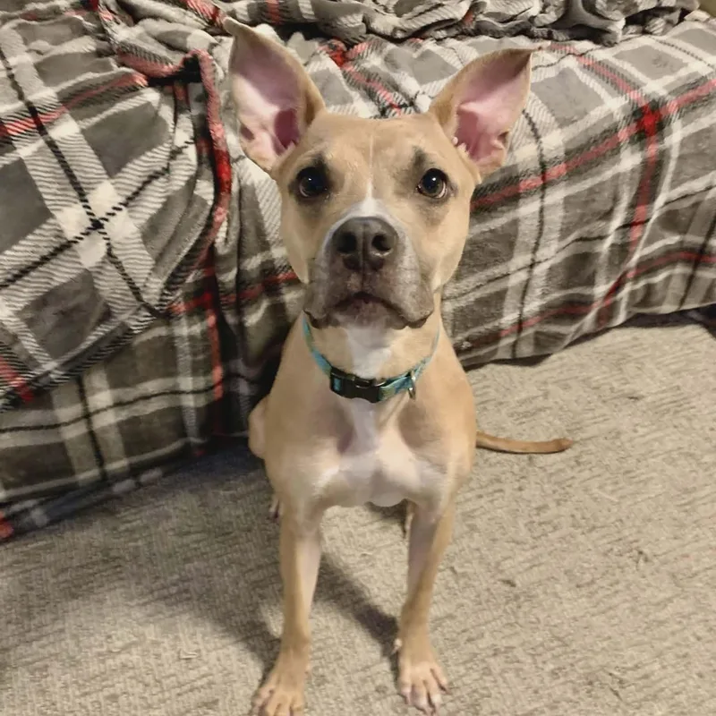 Princess Penne thumbnail 5