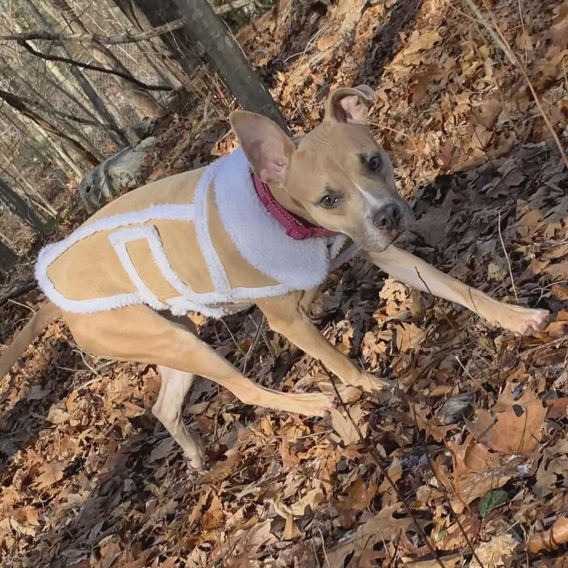 Princess Penne thumbnail 6