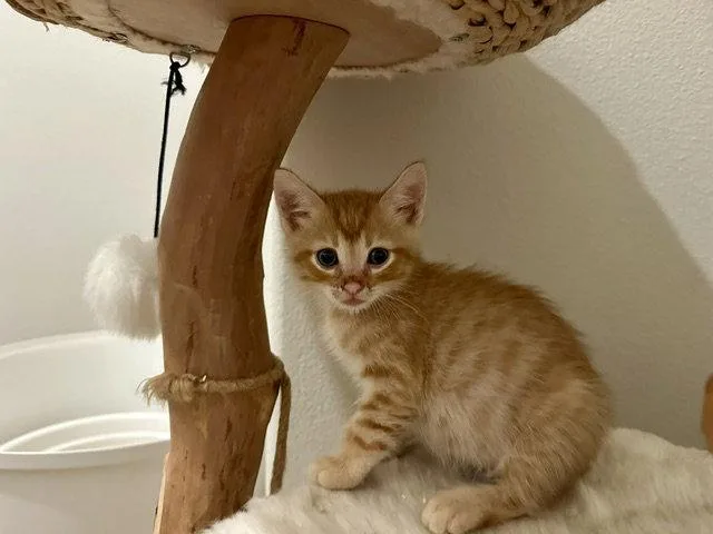 A baby small-sized male Orange / Red Domestic Short Hair cat named Jest for adoption in Mission Viejo, CA
