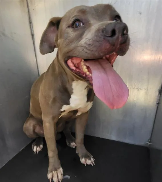 A young medium-sized male American Staffordshire Terrier dog named Oakley for adoption in San Antonio, TX