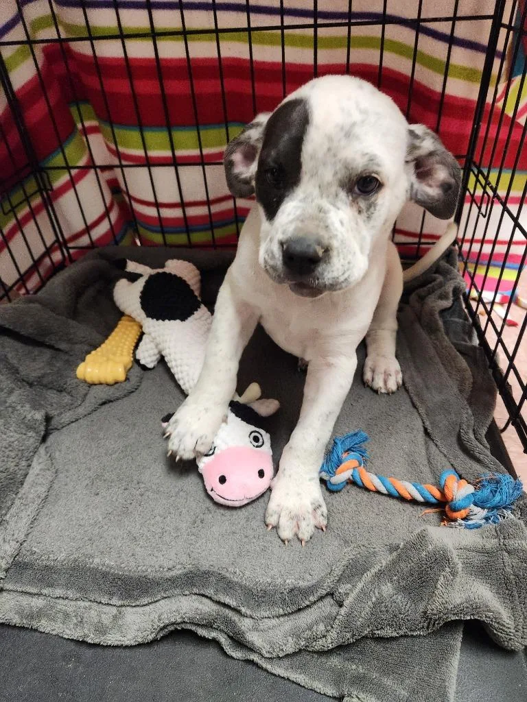 A baby medium-sized male Mixed Breed dog named Max for adoption in Wabash, IN
