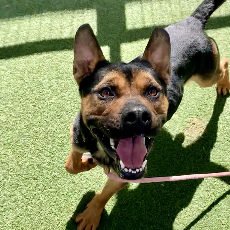 Milo  The Smartest thumbnail 5