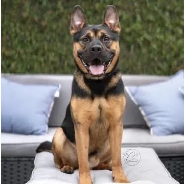 Milo  Loves Everyone!