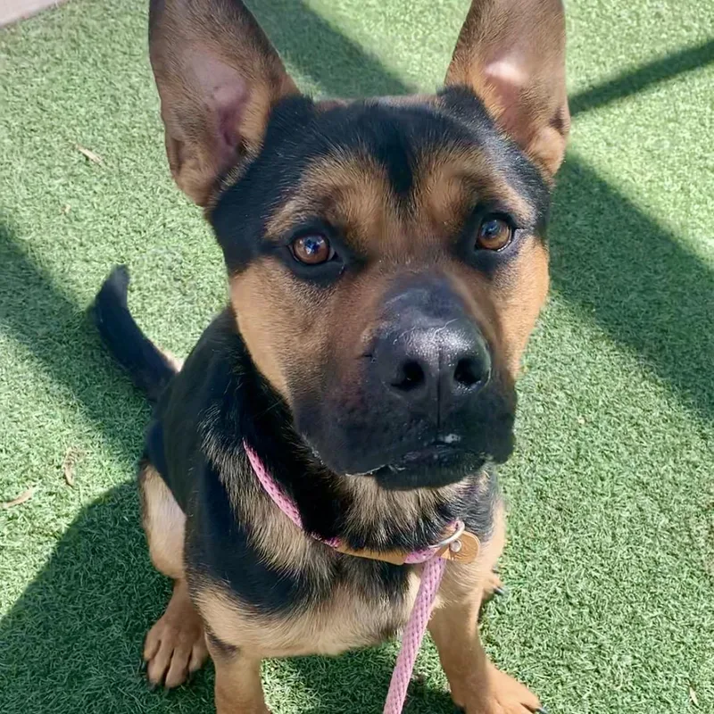 Milo  Loves Everyone! thumbnail 4