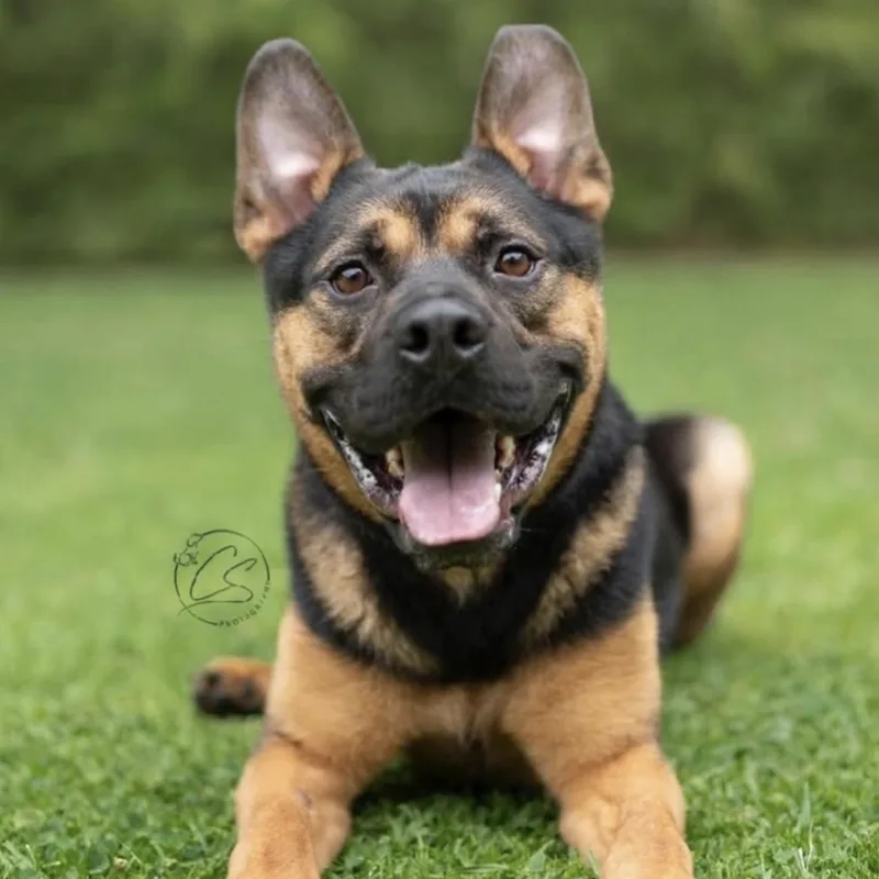 Milo  Loves Everyone! thumbnail 5