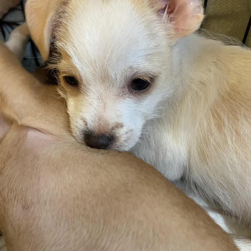 Snowball thumbnail 2