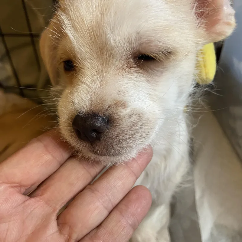 Snowball thumbnail 3