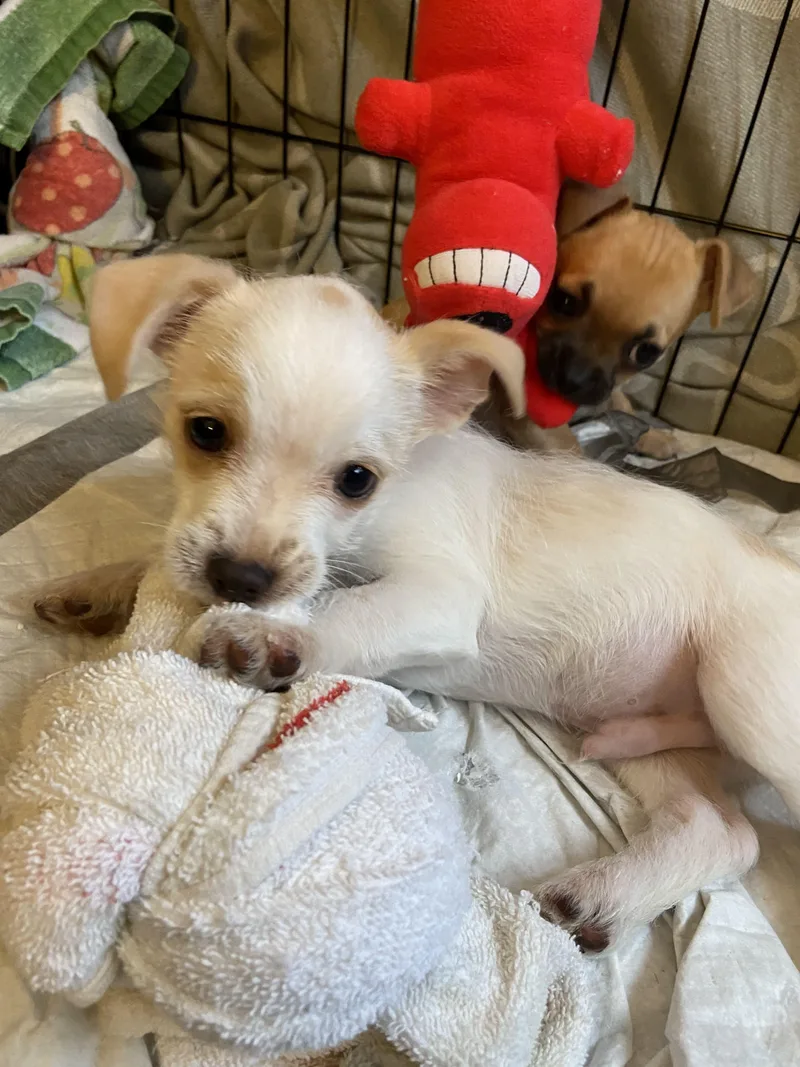 Snowball thumbnail 4