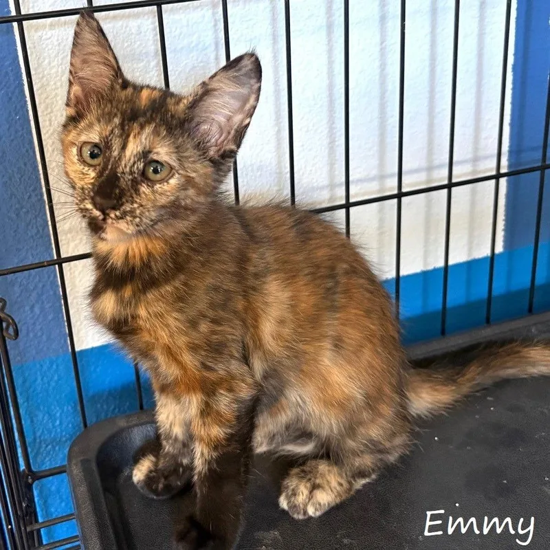 A baby small-sized female Brown / Chocolate Domestic Short Hair cat named Emmy for adoption in Yucaipa, CA