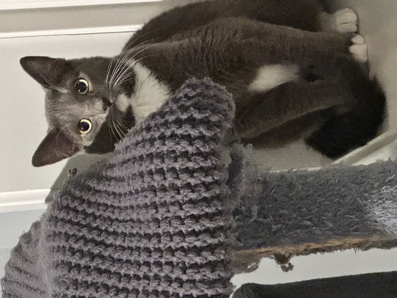A young small-sized male Gray and White Domestic Short Hair cat named Charlie for adoption in Ladysmith, Virginia