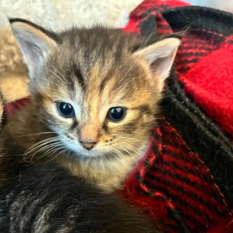 A baby small-sized female Brown / Chocolate Domestic Short Hair cat named Piper for adoption in Mebane, NC