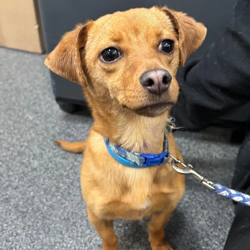 A young small-sized female Brown / Chocolate Dachshund dog named Moose for adoption in Allentown, PA