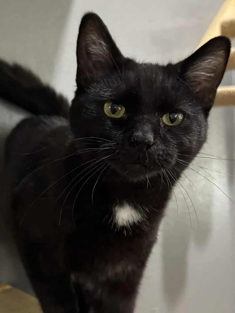A baby medium-sized male Black Domestic Short Hair cat named Ryan Edwards for adoption in Sioux Falls, SD