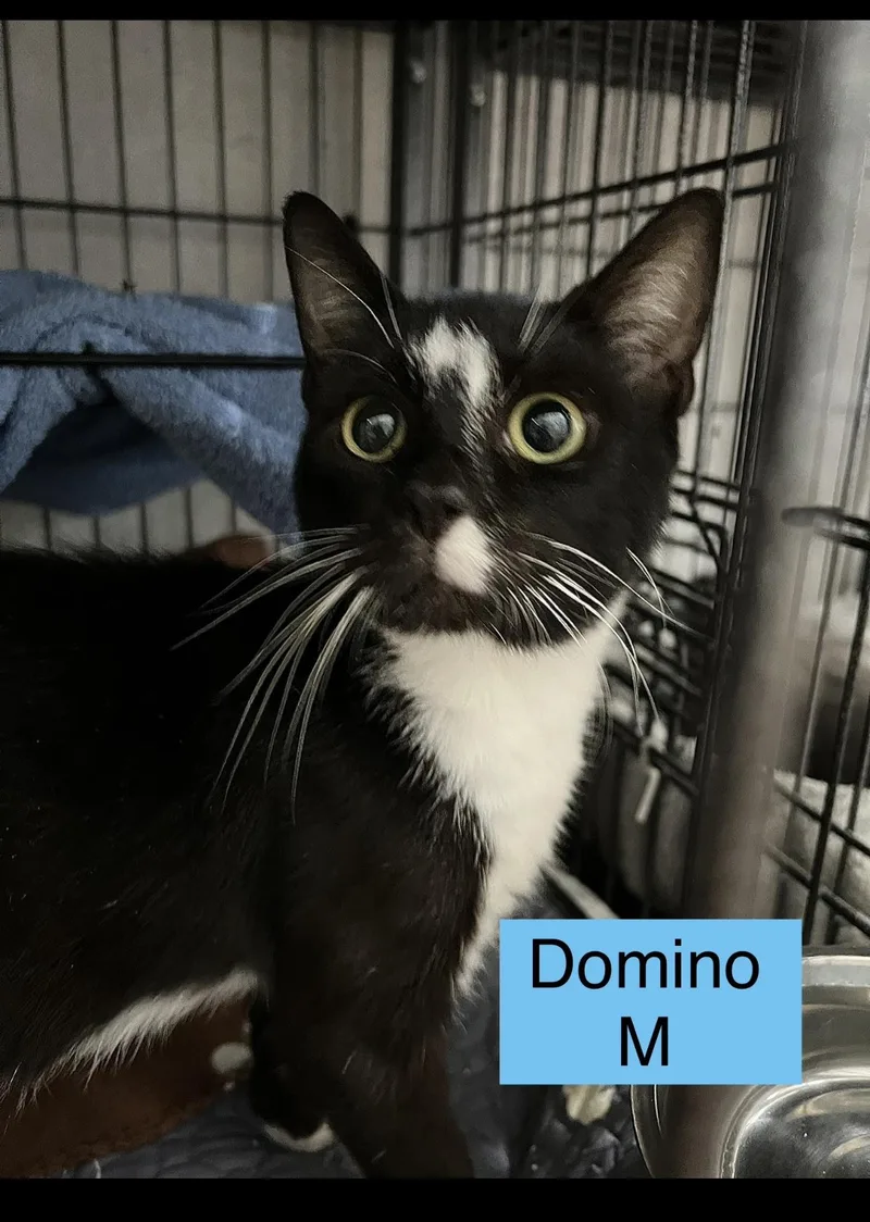 A baby medium-sized male Domestic Short Hair cat named Domino for adoption in Sneads Ferry, NC