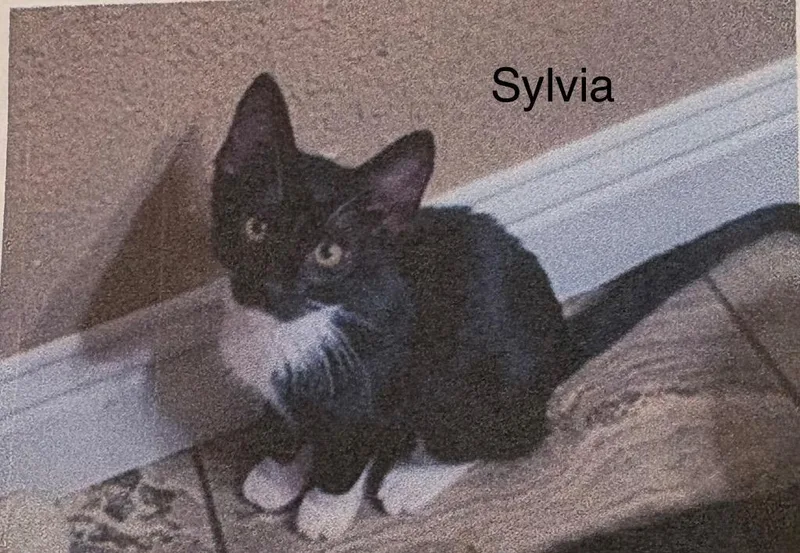 A baby medium-sized female Domestic Short Hair cat named Sylvia for adoption in Heber City, UT