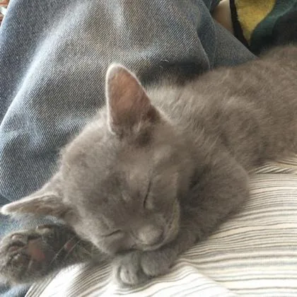 A baby small-sized female Domestic Short Hair cat named Paloma for adoption in Wheaton, IL