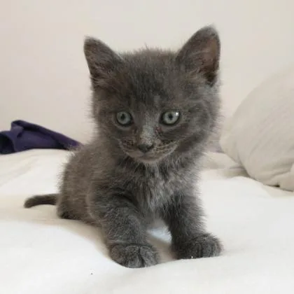 Paloma thumbnail 2