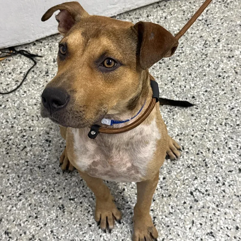 A young medium-sized male Yellow / Tan / Blond / Fawn Black Mouth Cur dog named Olympus Mons for adoption in Hattiesburg, MS