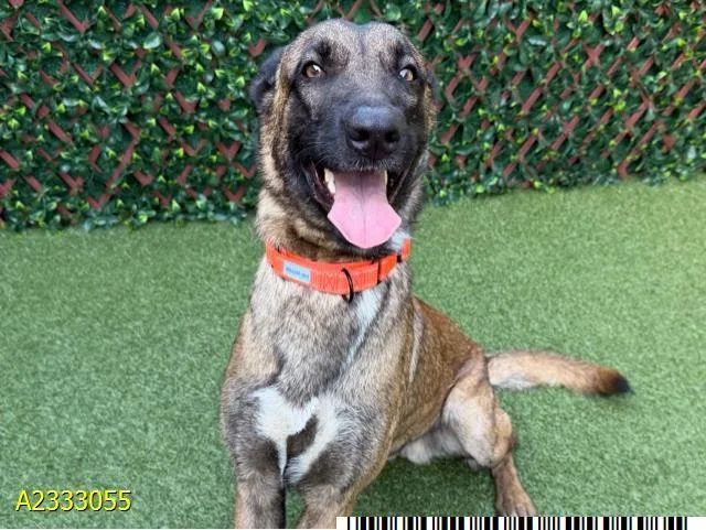 A young large-sized male Mixed Breed dog named Waterloo for adoption in West Palm Beach, FL