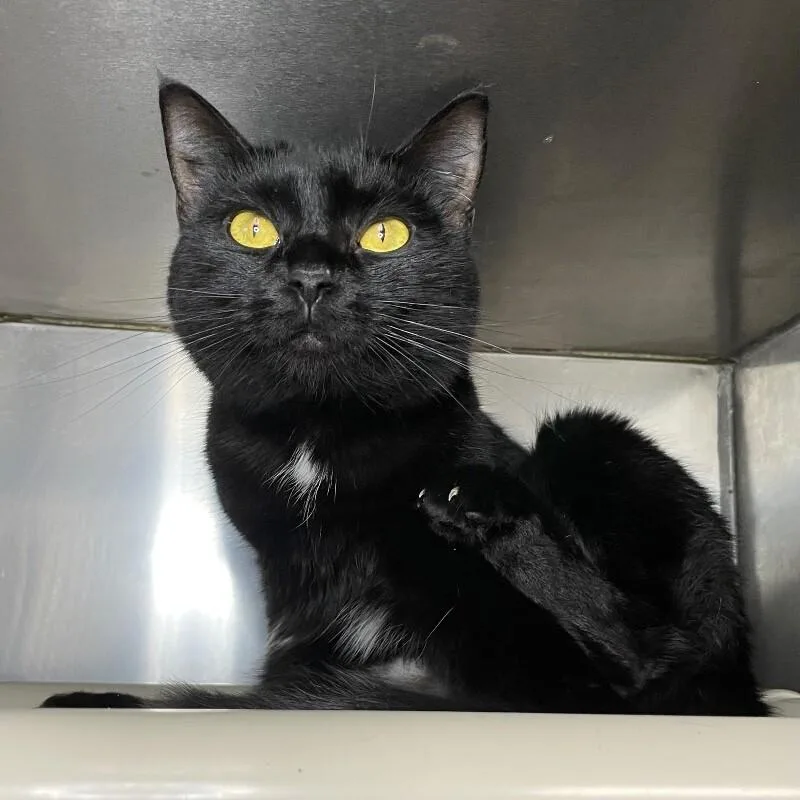 An adult medium-sized female Domestic Short Hair cat named Taco Bella for adoption in Roanoke, VA