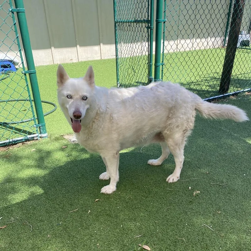 An adult large-sized female White / Cream Husky dog named Paddle Board for adoption in LOXAHATCHEE, FL