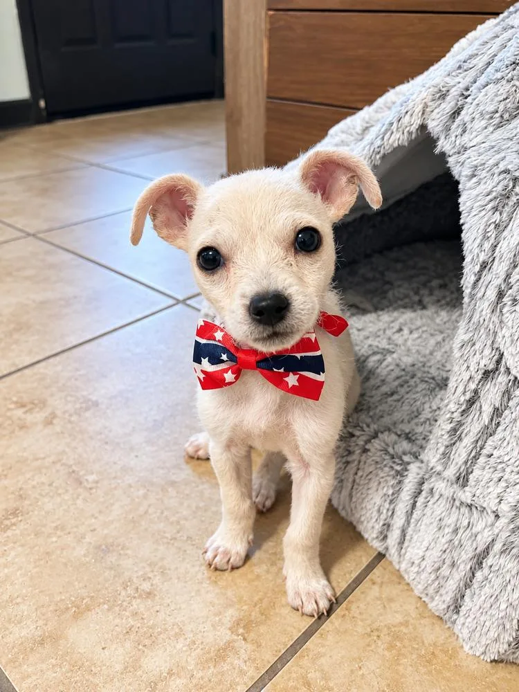 A baby small-sized male Chihuahua dog named Snoopy for adoption in Saugus, MA