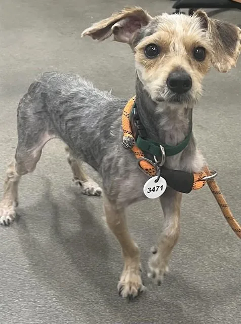 An adult small-sized male Yorkshire Terrier dog named Nugget for adoption in Upper Marlboro, MD