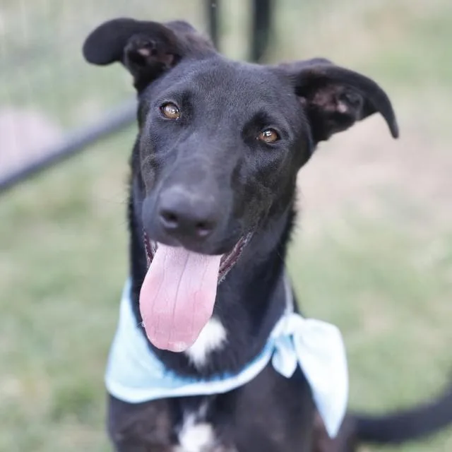 A young large-sized female Retriever dog named Onyx for adoption in San Antonio, TX