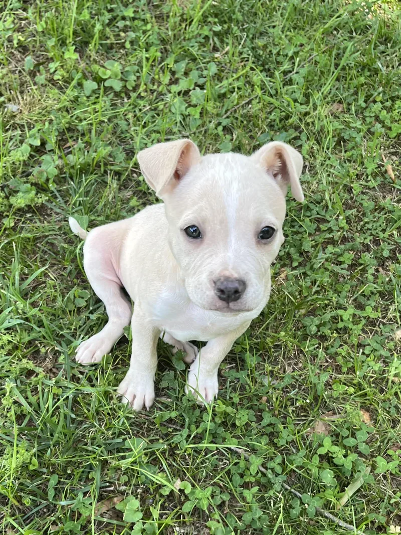A baby medium-sized female Apricot / Beige Terrier dog named Jasmine for adoption in Greensboro, GA