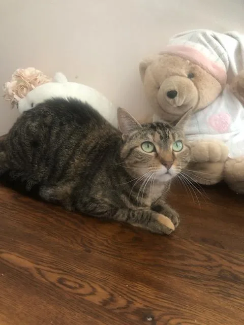 An adult medium-sized female Tabby (Brown / Chocolate) Domestic Short Hair cat named Bonnie and Clyde for adoption in Ellicott City, MD