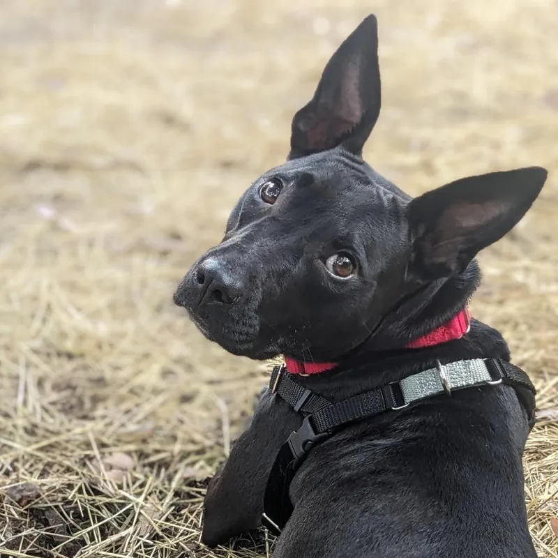 Alexandra thumbnail 3