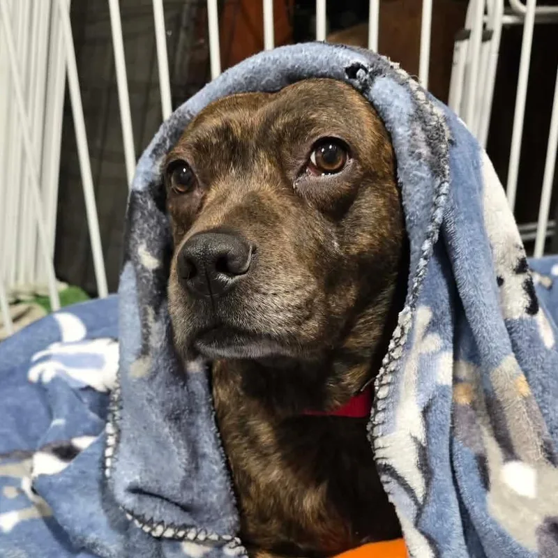 Big Booty Judy thumbnail 2